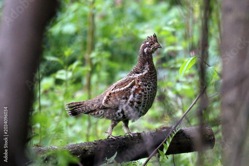 The hazel grouse (Tetrastes bonasia) close-up portrait in the forest, springtime, environmental photography, natural conditions. Green foliage background.