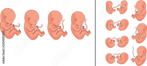 Obraz na płótnie Human Fetus Development Stages and Twin Pregnancy Medical Illustration Collectio