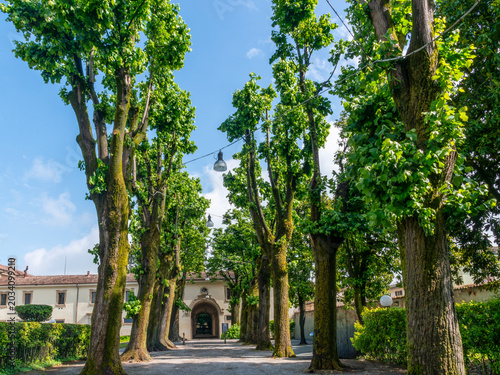 Canvastavla viale alberato antico