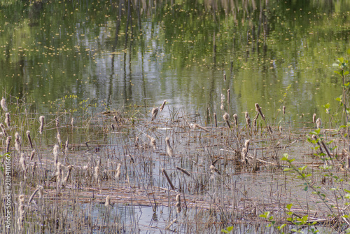 Tableau sur toile Close-up of old dry fluffy cattails in a marshy river backwater with green trees reflection on the water surface, wetlands ecosystem and botany concept