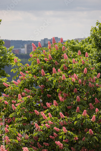 Pink blossoms adorn a tree in a city park. Green leaves contrast with soft pink flowers. City skyline visible behind leafy branches. Trees stand tall under a cloudy sky