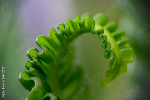 Photos Close-up texture of Asplenium nidus or Cobra fern foliage in a home garden