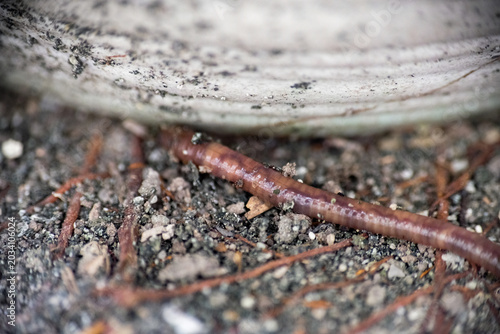 Detailed macro shot of a live earthworm on a home terrace outdoors