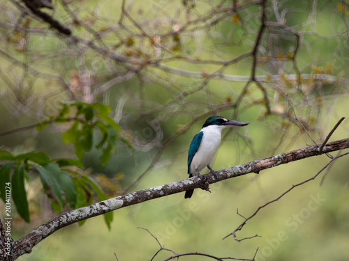blue tit on branch