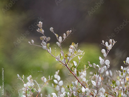 spring flowers in the wind