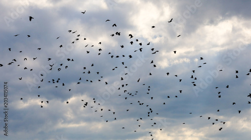 Fotografie A large flock of wild birds flies swiftly in the cloudy evening sky before a storm