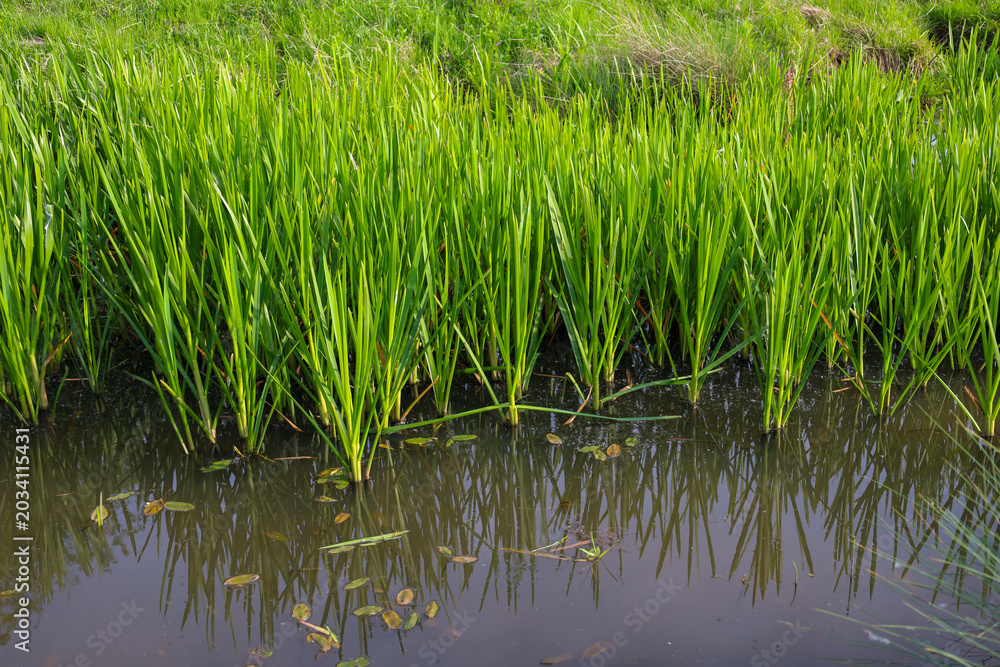 Obraz premium Bright green sedge and coastal grass grow densely near the water's edge of a small pond. The long plant stems reflect beautifully in the calm, dark surface of the river on a sunny summer day.