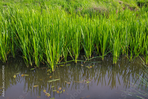 Cuadro en lienzo Bright green sedge and coastal grass grow densely near the water's edge of a small pond