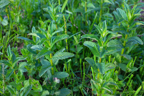 Canvas Print Young bushes of fresh green mint grow in a garden or in the wild among dense spring grass