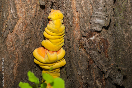 Bild auf Leinwand A bright orange-yellow sulphur shelf mushroom grows on the textured bark of an old tree in the forest