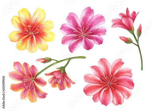 Watercolor lewisia set, hand drawn flowers, botanical illustration, floral elements isolated on a white background.