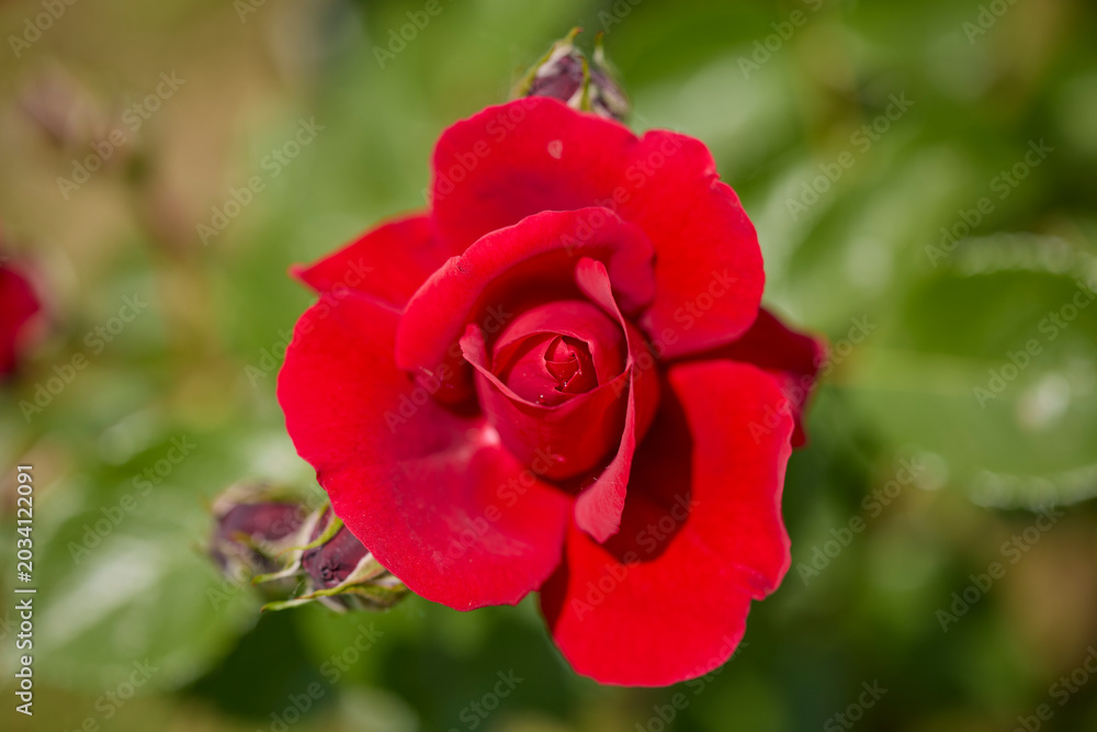 Fototapeta premium landscape with rose flower in the garden blooming on a sunny day in May