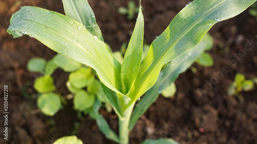 Photos Photo of young corn plants. Photographed in the morning.