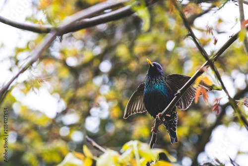 bird on a tree branch
