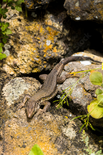 lizard on a rock
