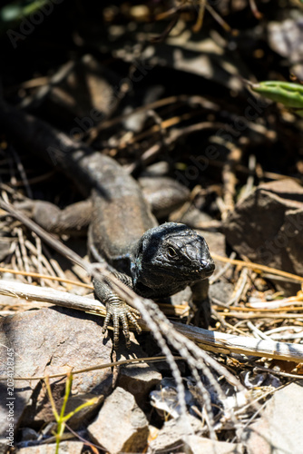 wild lizard