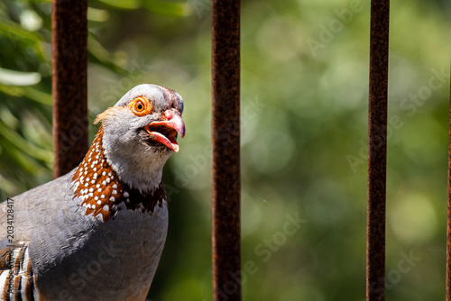 close up of a bird