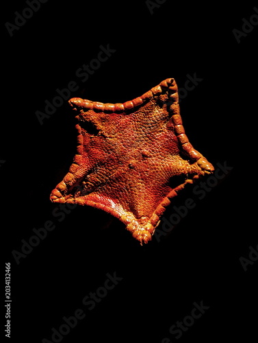Ancient Starfish Specimen Dramatic Lighting