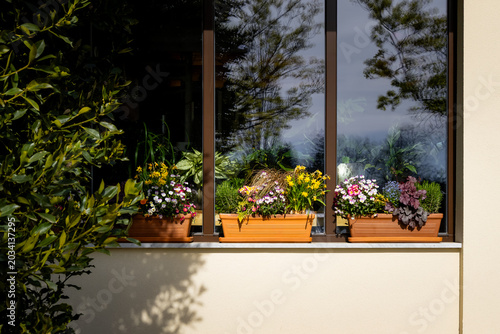 Quadro su tela bright terracotta window boxes with vibrant spring flowers