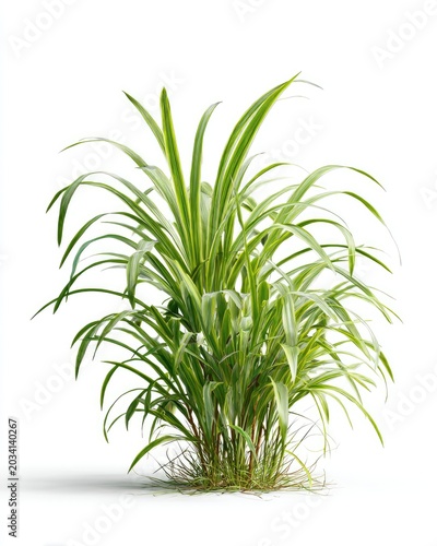 Lush, green-and-white striped plant, bright white backdrop