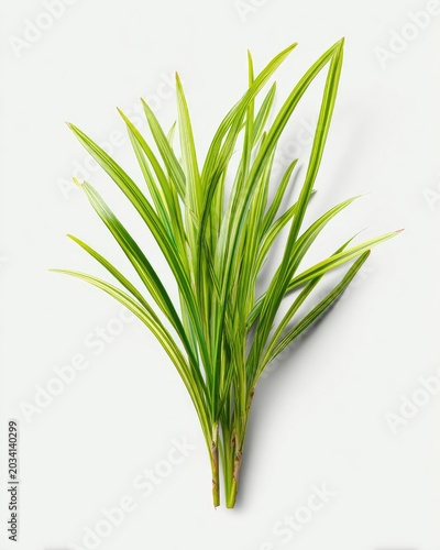 Fresh green and yellow striped plant on white