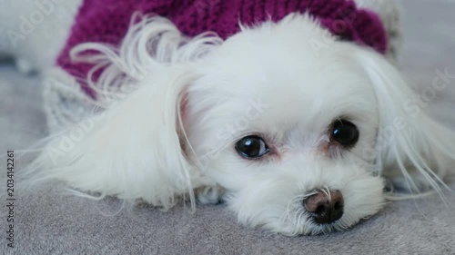 Cute White Maltese in Sweater Looking Sadly at Camera on Bed. Melancholic Pet Portrait, Cozy Scene.