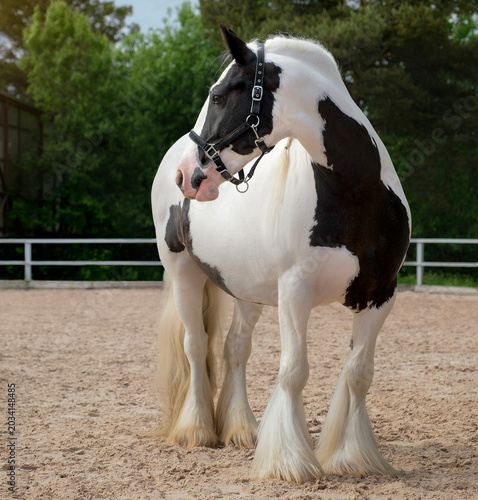 Tinker Horse. A white horse with black spots. Close-up