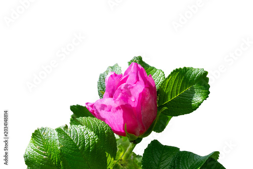 Принти на полотні Bright pink rose blossoming against white background in a natural setting during
