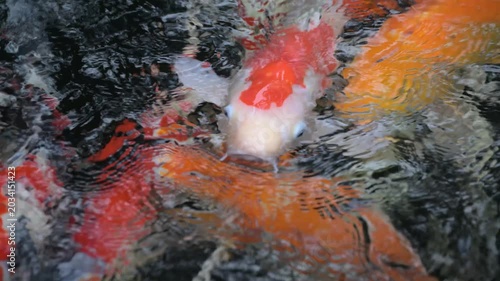 Giappone carpa koi