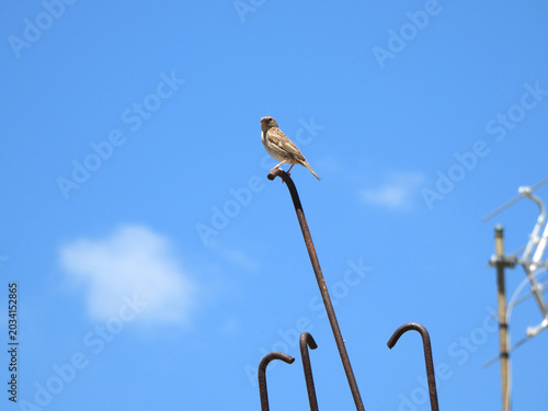 Tableau sur toile Uccelli