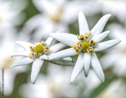 Delicate White Edelweiss Flowers Blooming in Soft Natural Garden Background