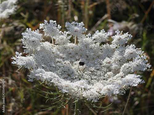 Fiore