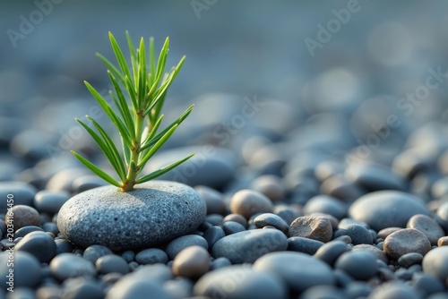 A single rosemary sprig rests on small, grey pebbles; minimalist aesthetic  ,  background,  spa