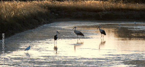 Cigognes blanches dans un marais au coucher du soleil, ile d'Oléron