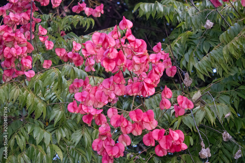 Árbol florecido