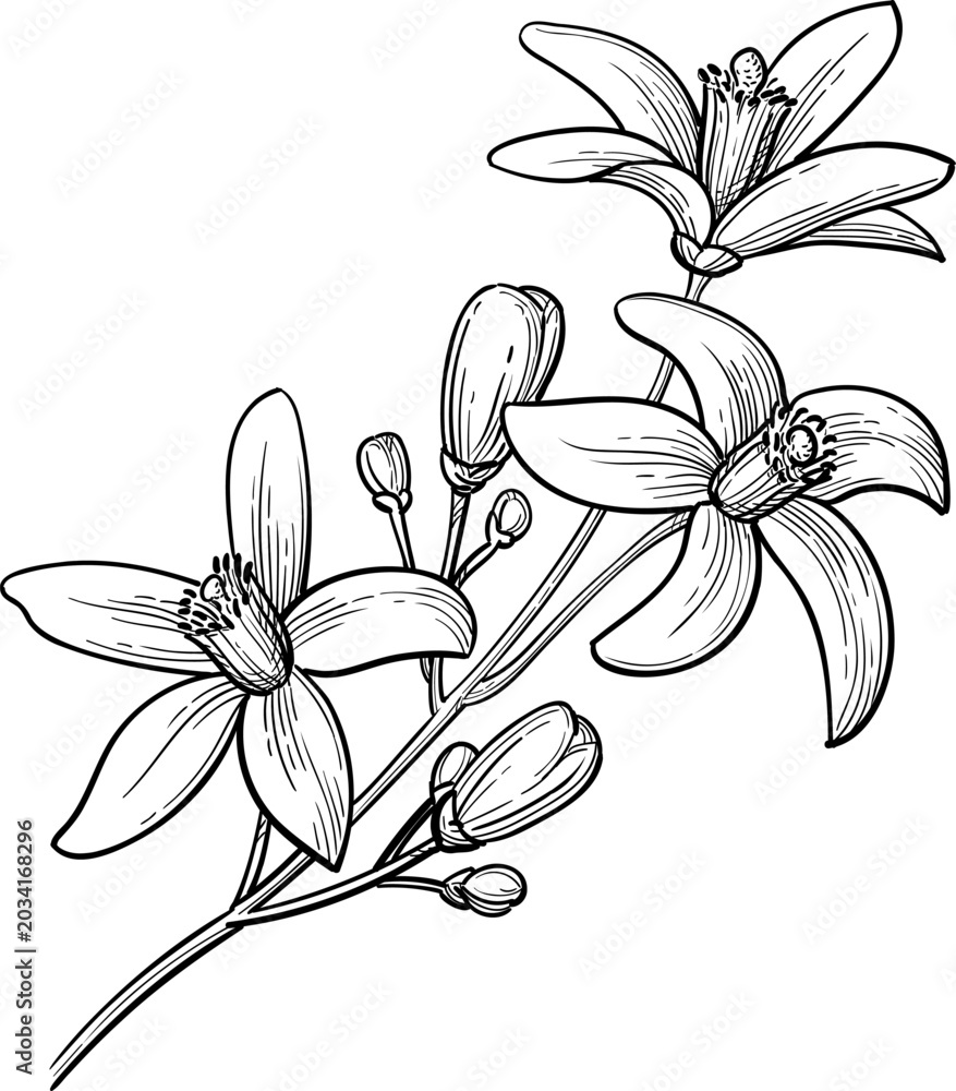 Fototapeta premium Neroli. Bitter orange branch with flowers and buds. Isolated ink sketch. Hand drawn vintage engraving illustration.