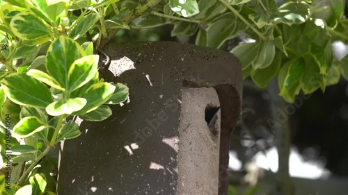 blue tits feed their young