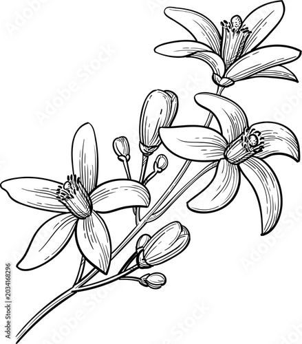 Neroli. Bitter orange branch with flowers and buds. Isolated ink sketch. Hand drawn vintage engraving illustration.
