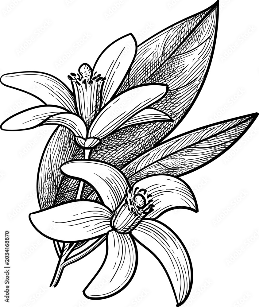 Obraz premium Neroli. Bitter orange branch with flowers and leaves. Isolated ink sketch. Hand drawn vintage engraving illustration.