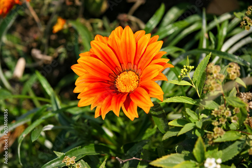 Foto Vibrant Orange Gazania Flower Blooming in Sunlit Summer Garden
