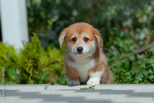 Welsh corgi puppy on a summer walk