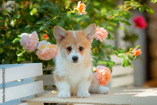 Welsh corgi puppy on a summer walk
