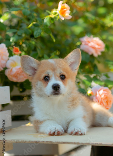 Welsh corgi puppy on a summer walk