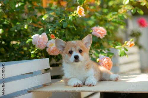 Welsh corgi puppy on a summer walk