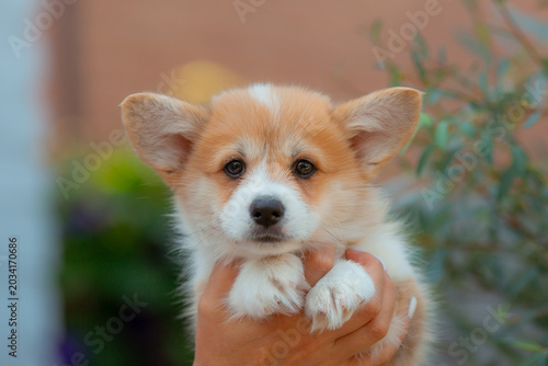 a woman's hands hold a small Welsh Corgi puppy during a summer walk