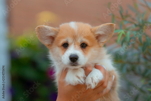 a woman's hands hold a small Welsh Corgi puppy during a summer walk