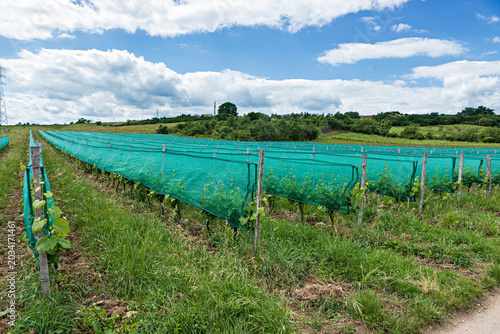 Tableau sur toile vigne protégée par des filets anti grêle