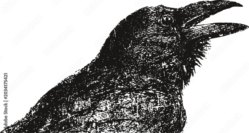 Obraz premium engraving of a raven crow with open beak detailed bird illustration