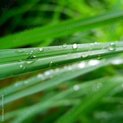 Clear water drops on green lemongrass leaf in selective focus.