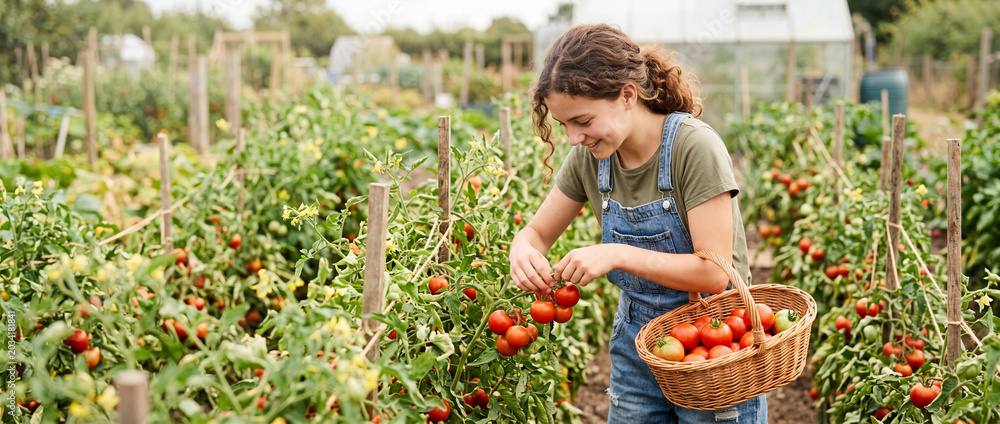 Fototapeta premium Young woman harvesting fresh organic tomatoes in a vegetable garden. Smiling female farmer picking ripe red tomatoes into a wicker basket